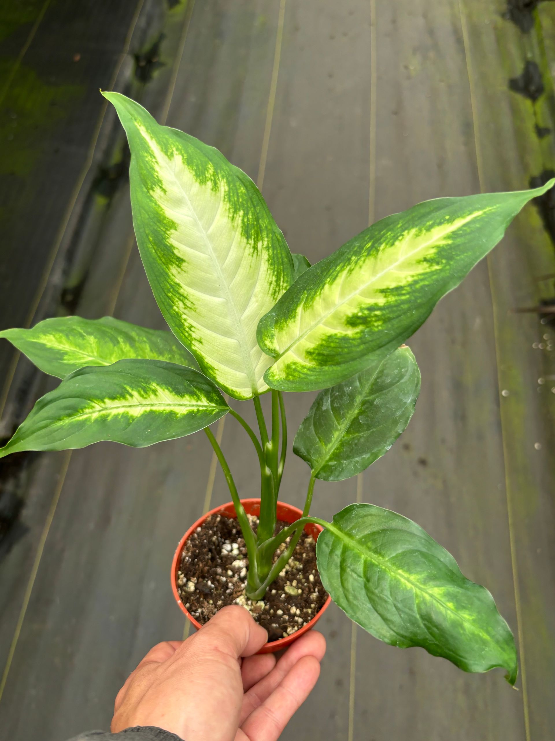 良品♥Tiffanyセラミックリーフプレート レア ハンドペイント 葉 植物 Dieffenbachia 4