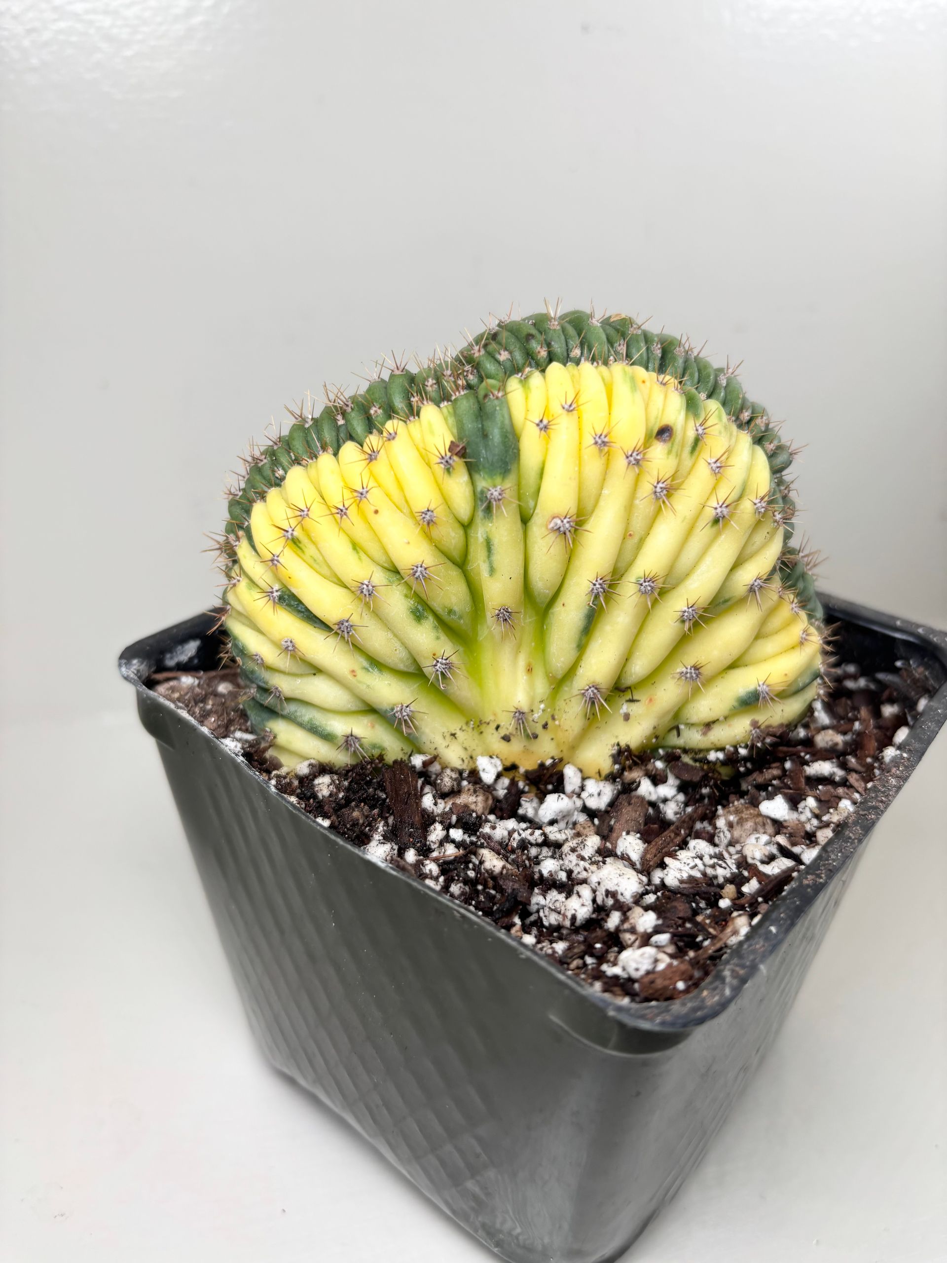 Trichocereus 'pachanoi" Cristata Variegata - 4" Grow Pot - Ships Bare Root