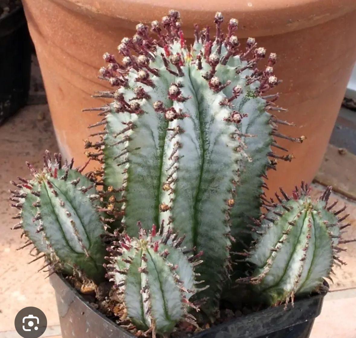Euphorbia Varieties