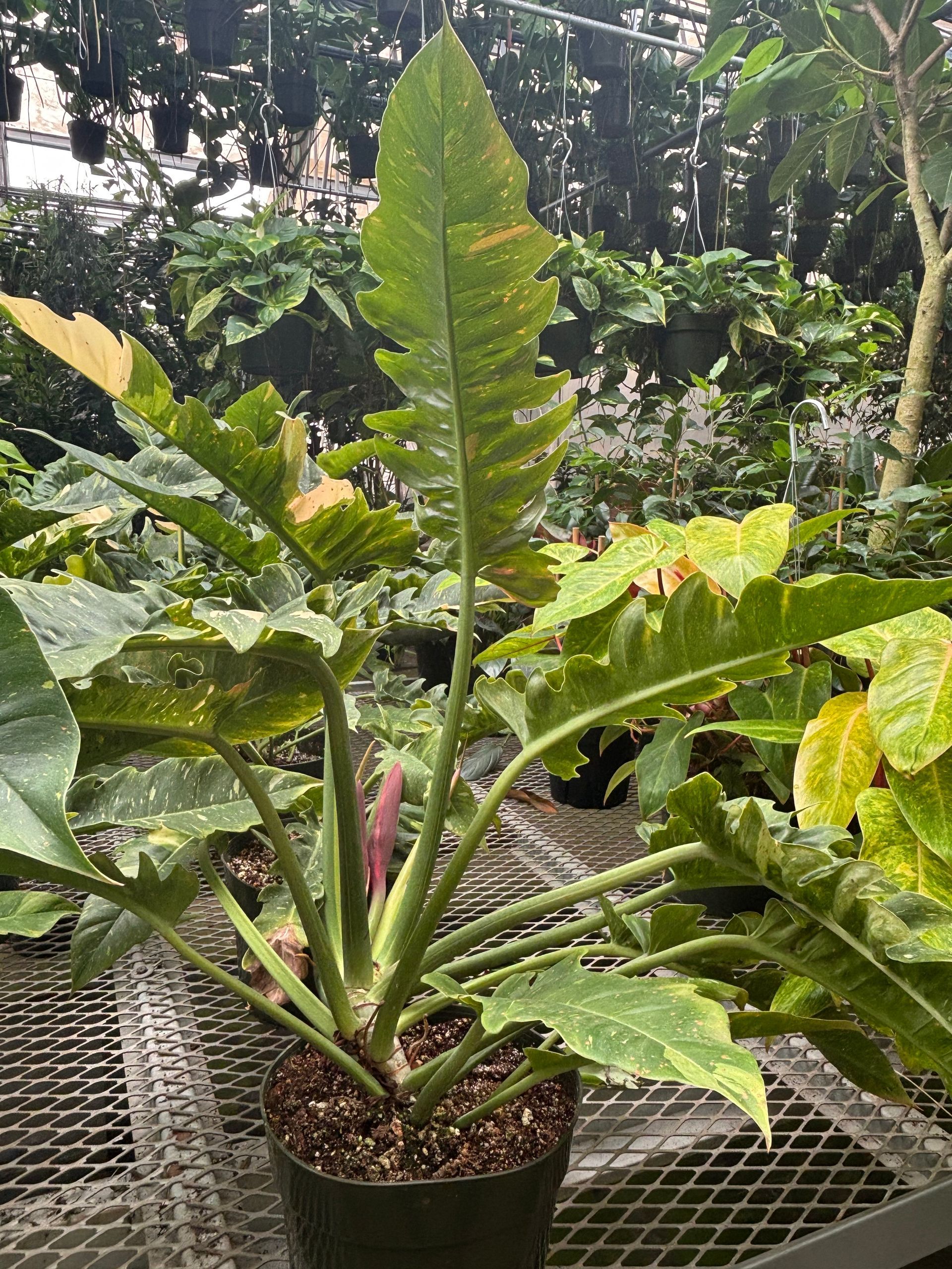 Philodendron 'Ring Of Fire' 8
