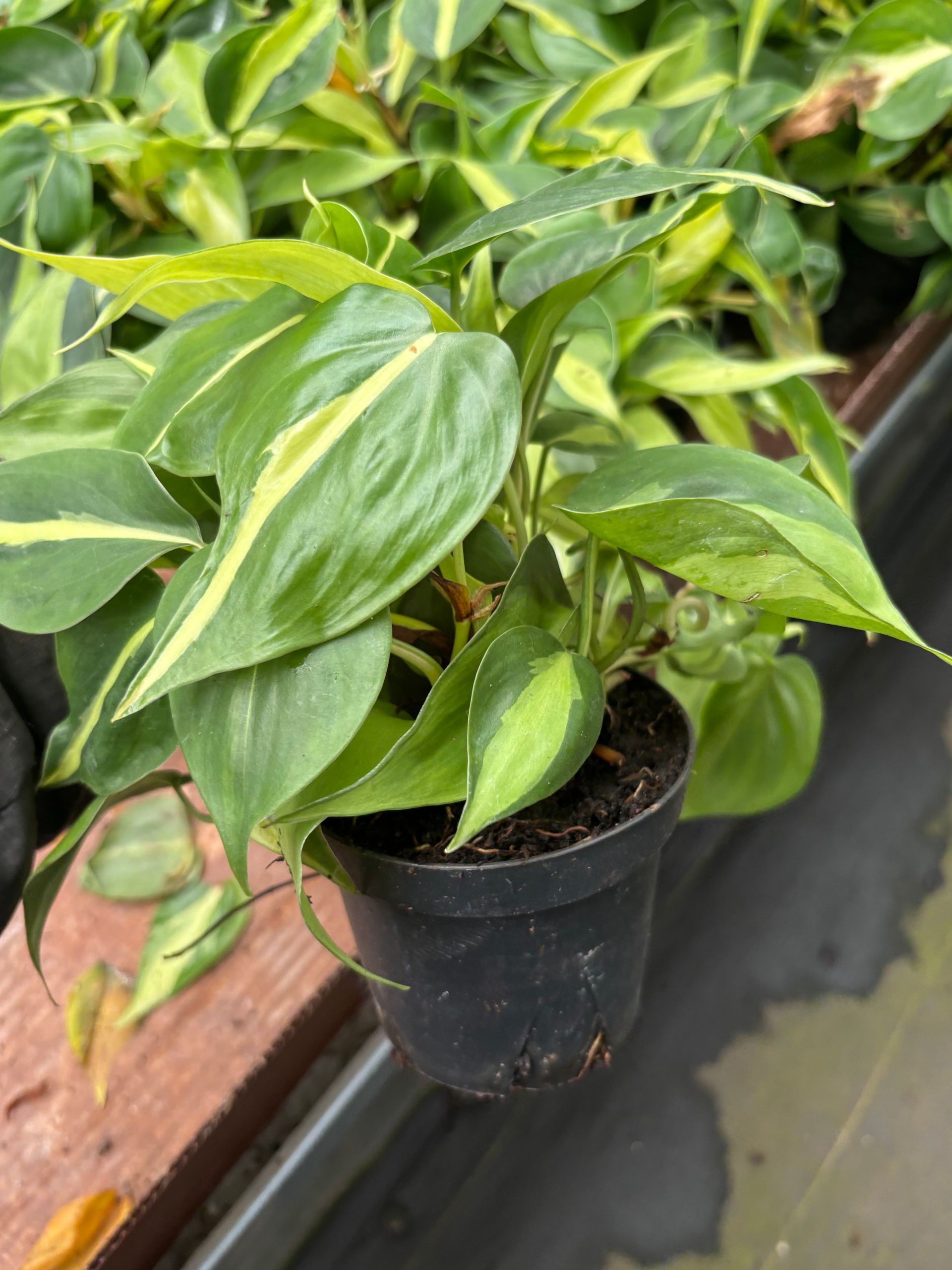 Philodendron Hederaceum 'Brazil' 4