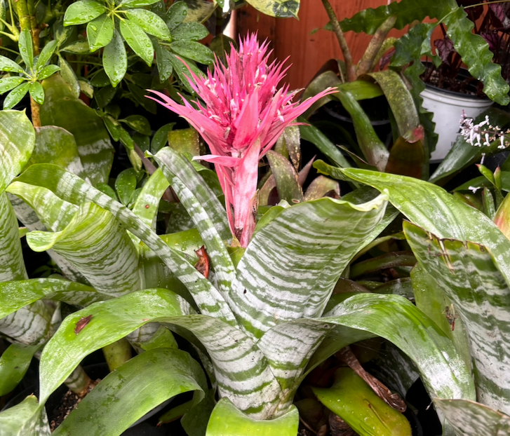 Pink bromeliad flower with striped green leaves.