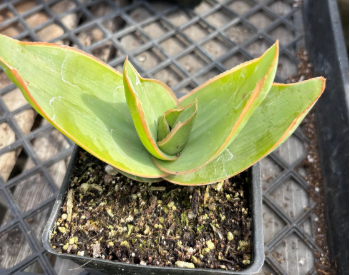 Succulent plant with blue-green leaves, growing among other small plants, next to wooden planks.