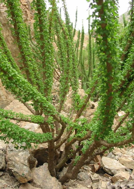 Ocotillo plant with green leaves, growing in a rocky desert landscape.