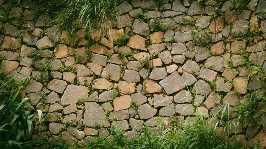 Stone path with irregular tan cobblestones and green grass growing between and around them