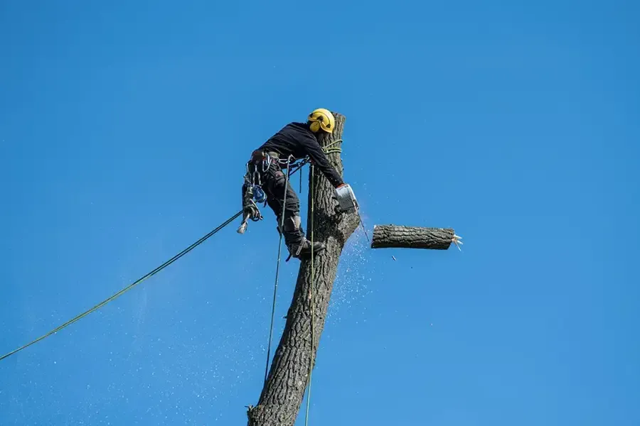 Worker on a utility pole against a clear blue sky, with a hanging cable and a small platform attached.