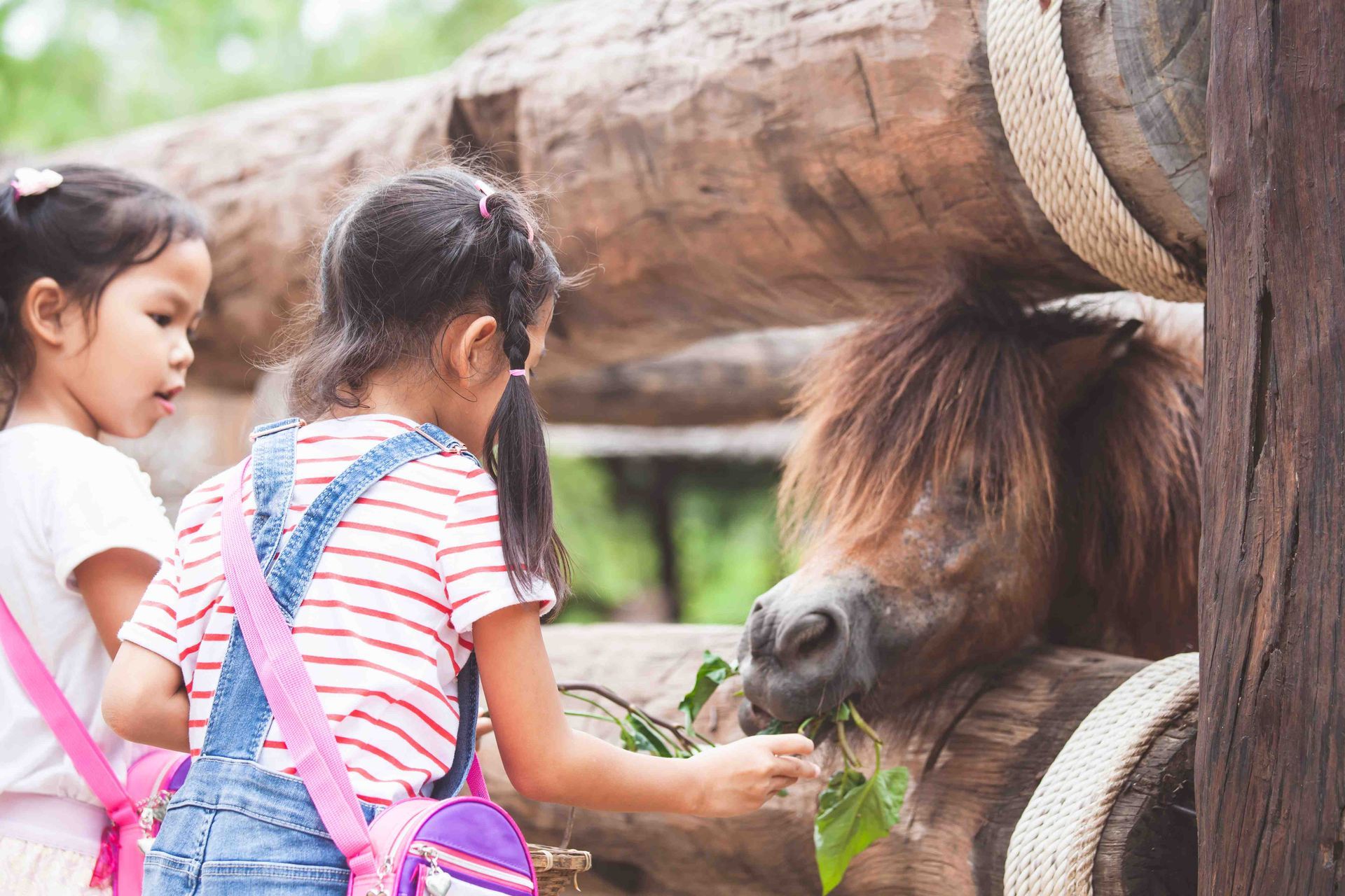 Children feeding the donkey