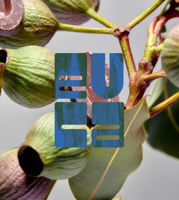 Eucalyptus buds and leaves; overlaid with a teal square with the text “EUCA” in white.
