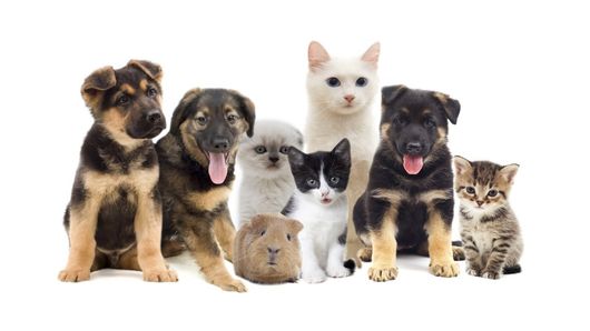 Cani e gatti