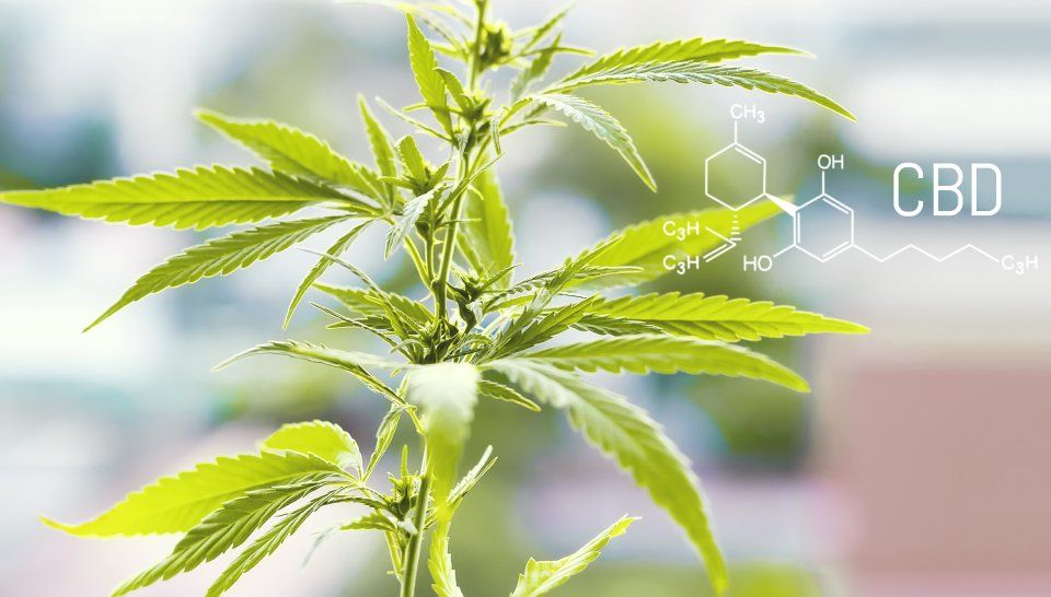 Cannabis terapeutica