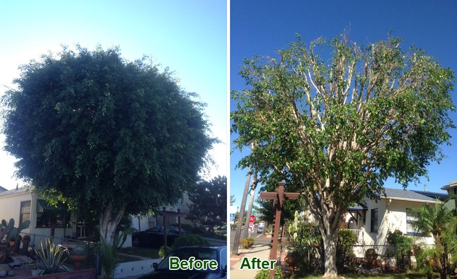 All Access Tree Care Project Gallery