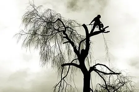 Tree Safety Hazards. Signs to Call Arborist