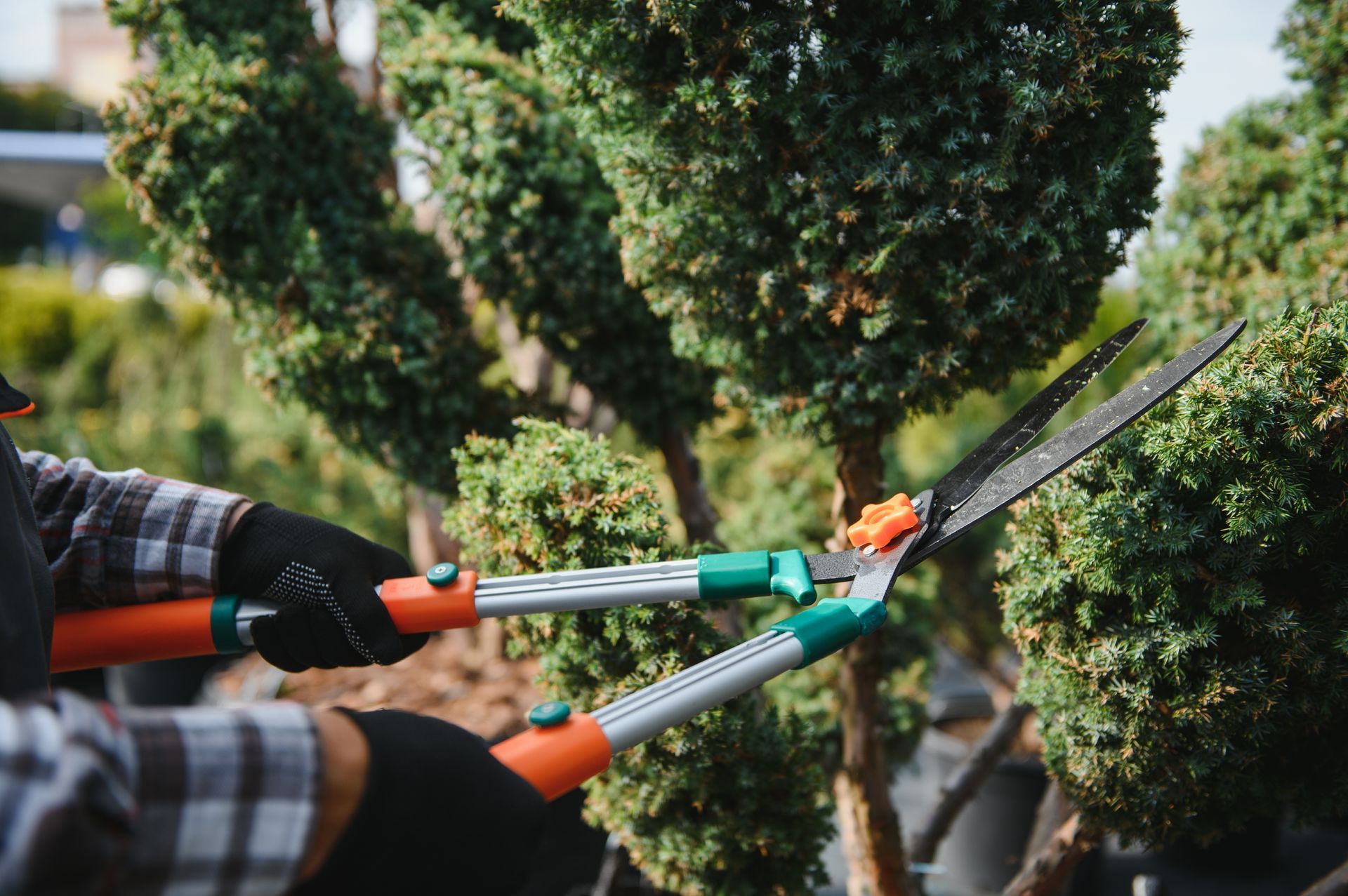 Gardener trimming a topiary with long-handled hedge shears in a lush garden