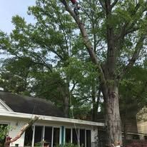 Large tree over a house with a sloped roof and screened porch in a leafy yard