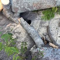 Rocky crevice with a dark hole and a fallen log, surrounded by green plants.