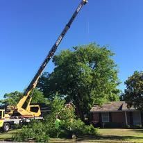 Crane trimming a large tree beside a house on a sunny day