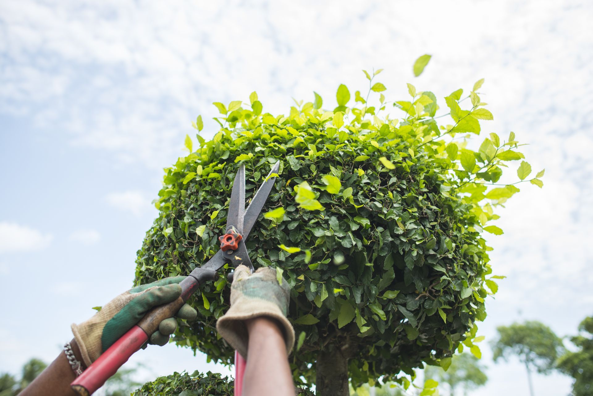 Person pruning a leafy green topiary with garden shears under a bright sky