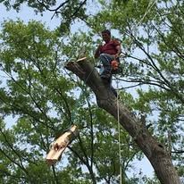 Worker in red shirt and safety gear trimming a tree branch high in a leafy tree.