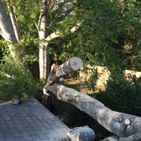 Person balancing on a fallen tree trunk beside a roof, surrounded by green trees.