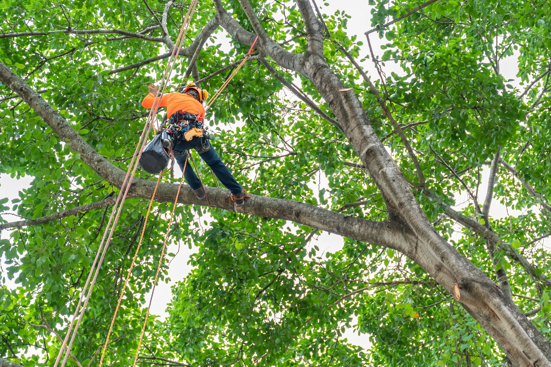 Person in an orange shirt working in a tree, using a harness and rope among green leaves.