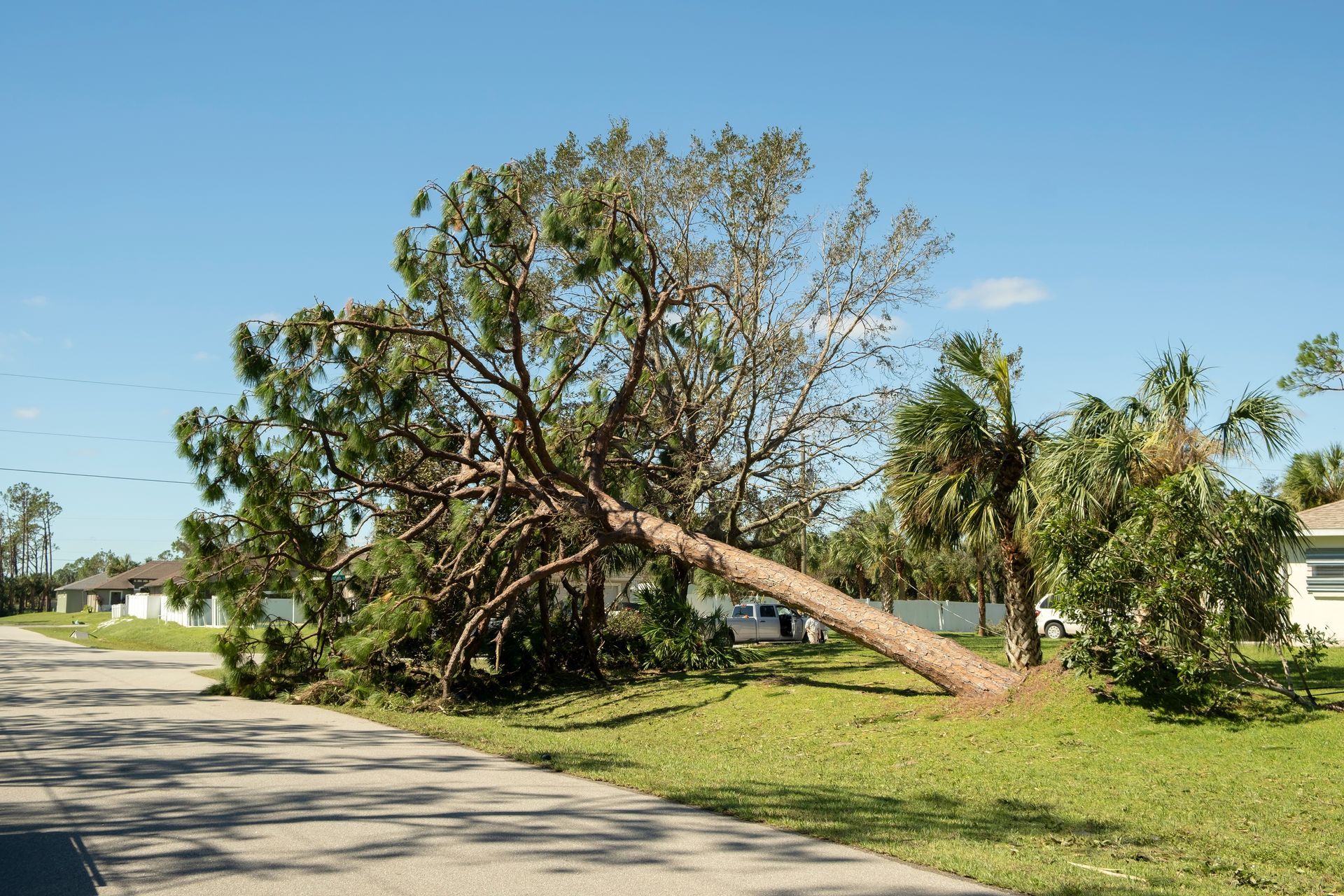 Fallen tree beside a road in a sunny suburban neighborhood