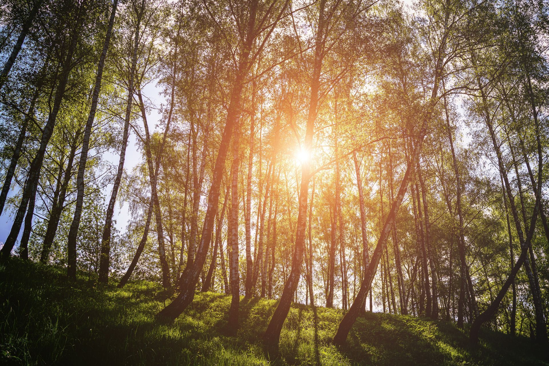 Sunlight streaming through a forest of tall trees on a green hillside