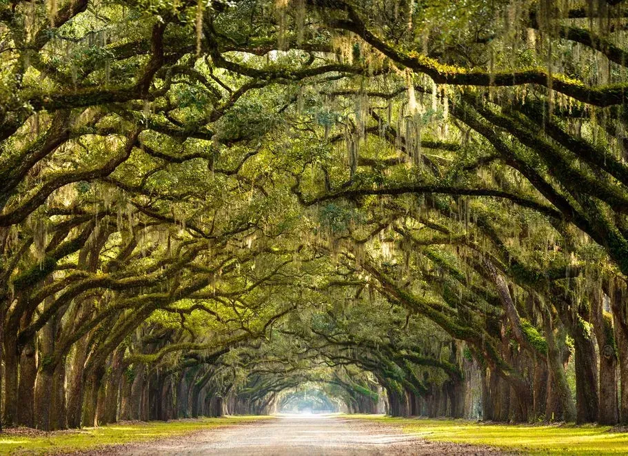 Tree-lined road tunnel under arching moss-covered branches with a bright vanishing point ahead