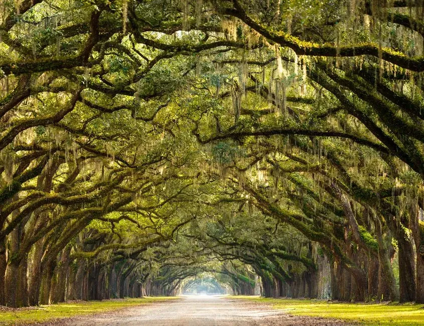 Tree-lined road tunnel under arching green oak branches, forming a leafy canopy over a dirt path