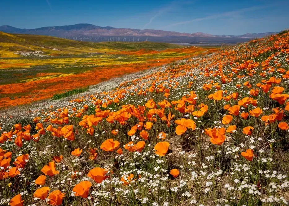 Wildflower meadow with orange poppies and white blooms stretching across rolling hills under a blue sky