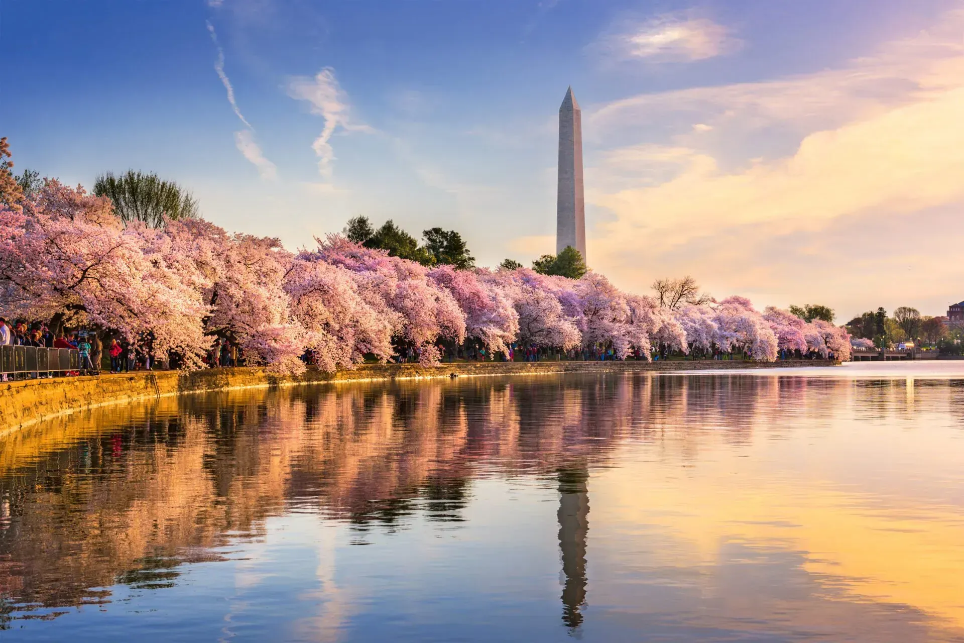 Cherry blossoms line a pond with the Washington Monument reflected in calm water at sunset