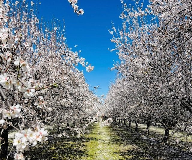 A row of almond blossom trees against a blue sky