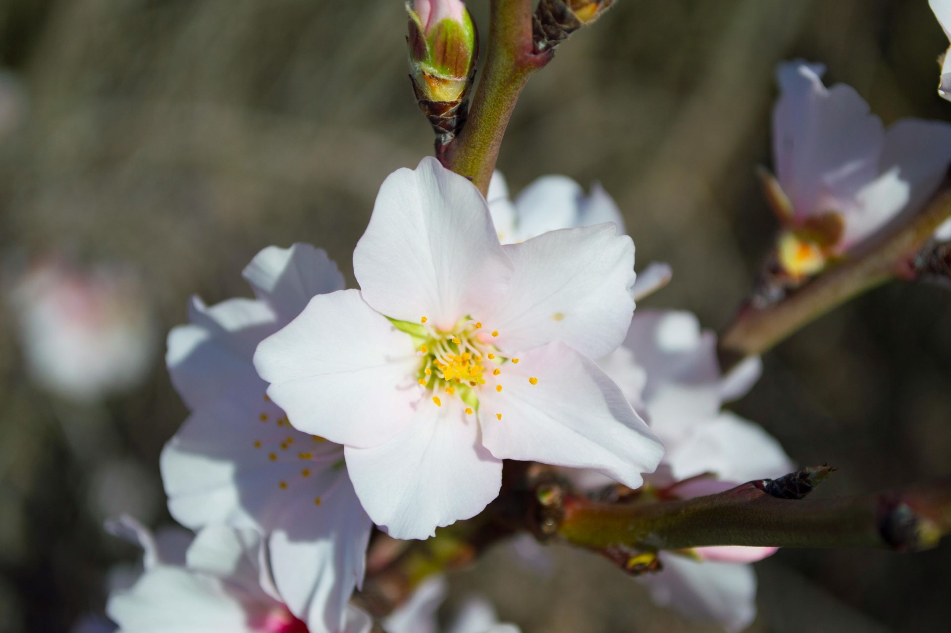 A close up of a white flower with a yellow center on a tree branch.