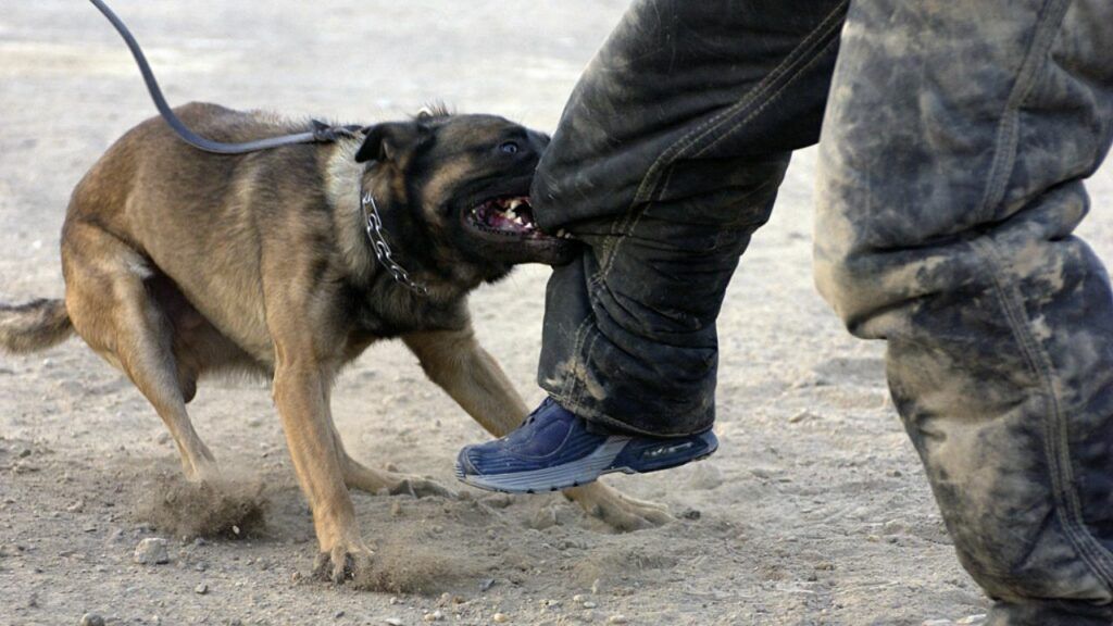 A dog is biting a person 's leg in the dirt. A dog is biting a person 's leg in the dirt.