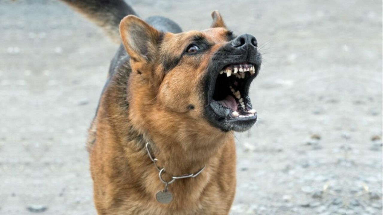 A german shepherd dog is barking with its mouth open. A german shepherd dog is barking with its mouth open.