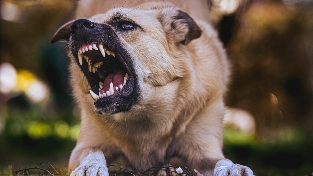 A close up of a dog with its mouth open. A close up of a dog with its mouth open.