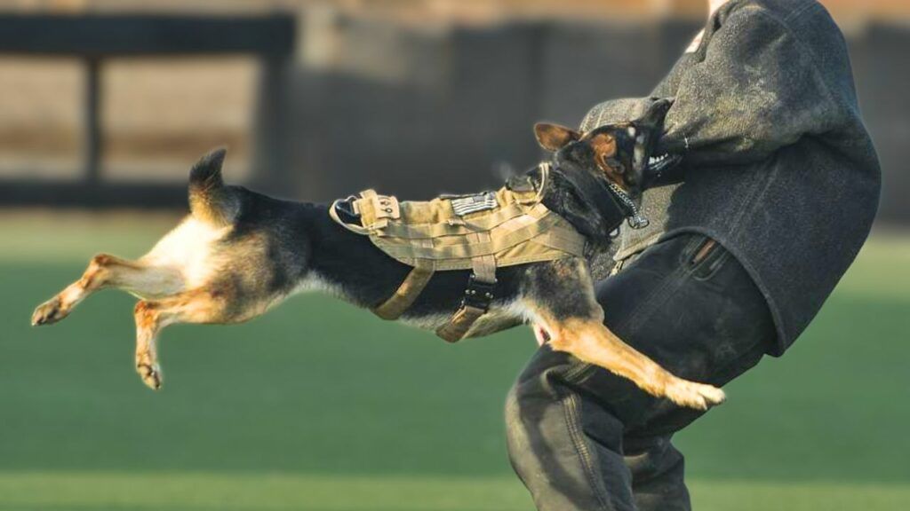 A man is holding a german shepherd dog in his arms. A man is holding a german shepherd dog in his arms.