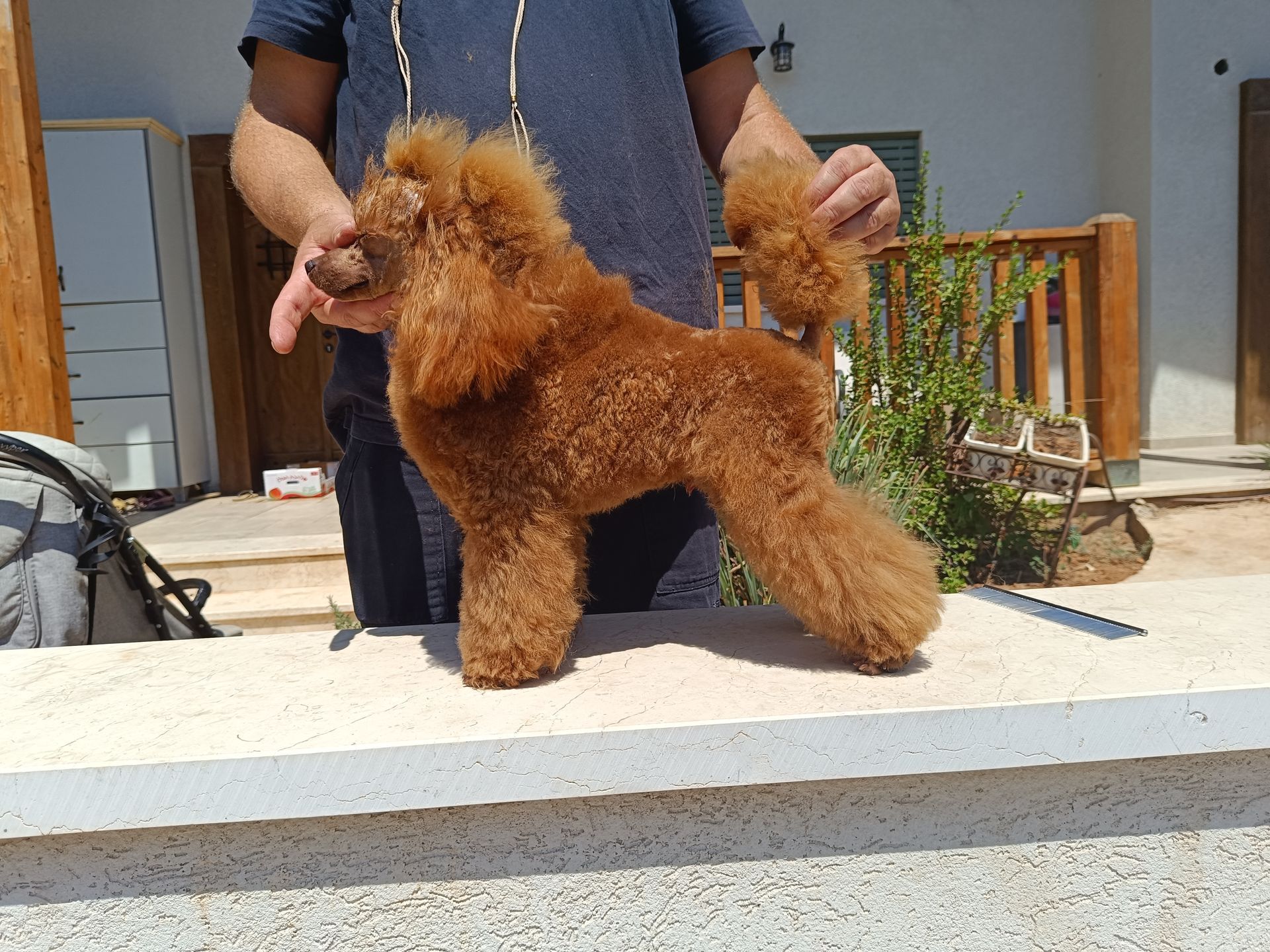 פודל טוי גזעי מתועד בן של אלוף איטליה, מבית גידול UZAN FARMS פודל טוי גזעי מתועד בן של אלוף איטליה, מבית גידול UZAN FARMS