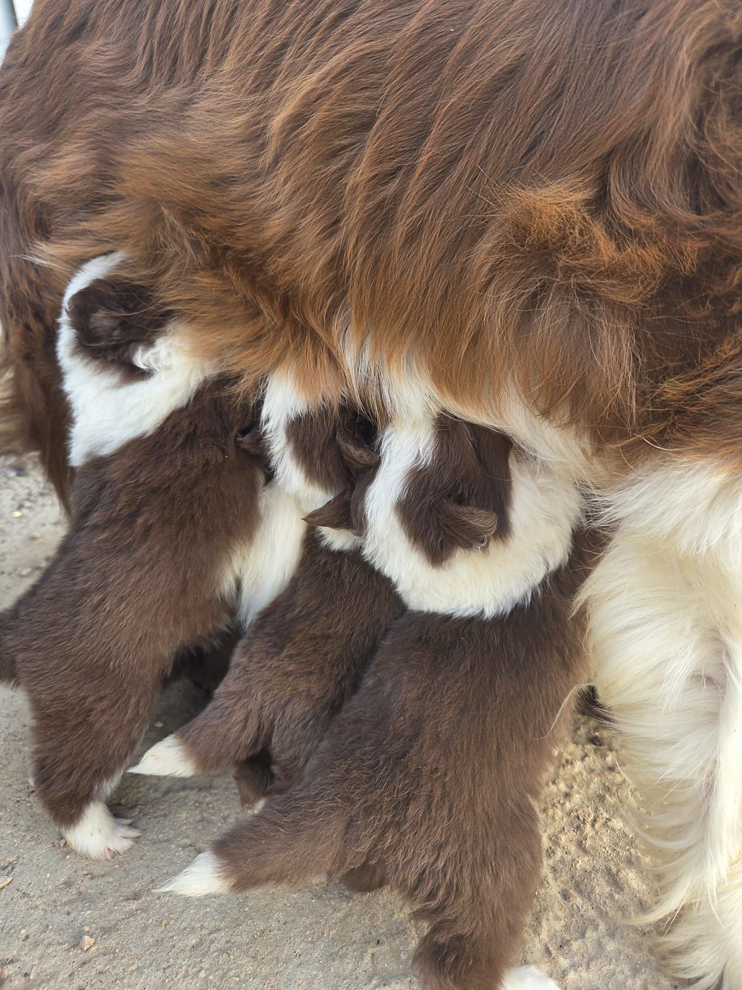 המלטה מתועדת בבית גידול מפוקח ואמין UZAN FARMS של בורדר קולי המלטה מתועדת בבית גידול מפוקח ואמין UZAN FARMS של בורדר קולי