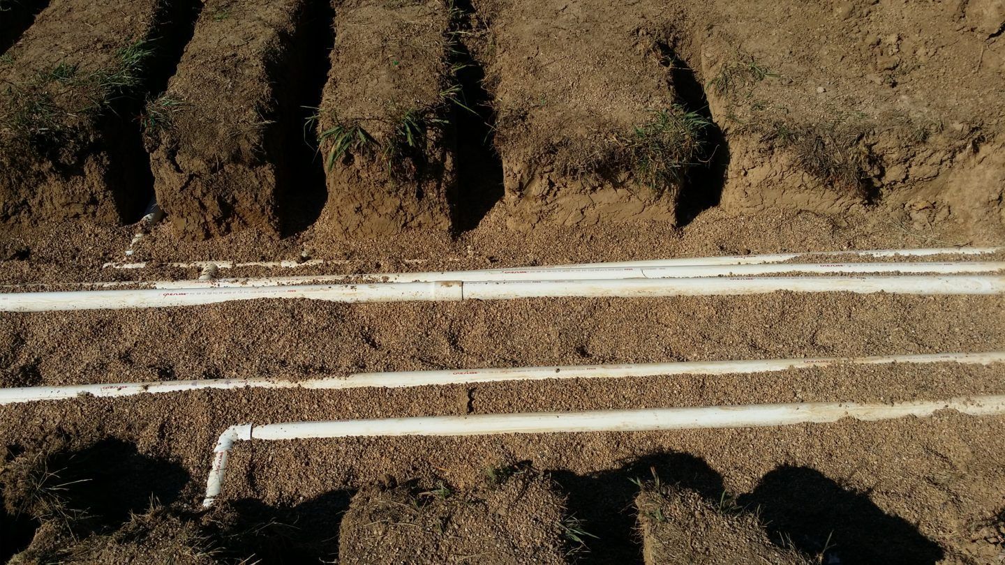Rows of small plants in soil separated by two white irrigation lines