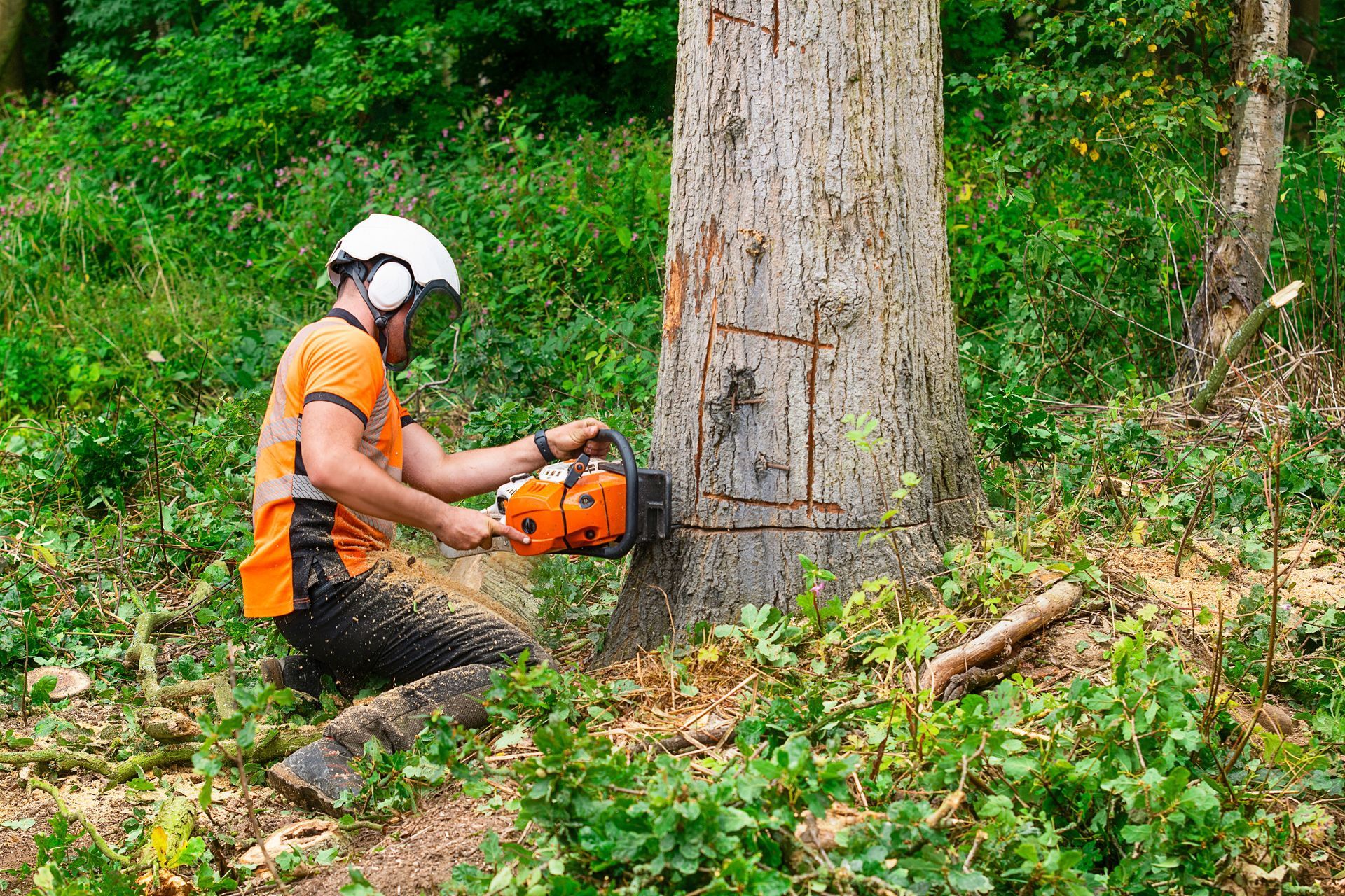 A person in a high-visibility orange shirt and safety helmet uses a chainsaw to cut a section into a tree in a forest.
