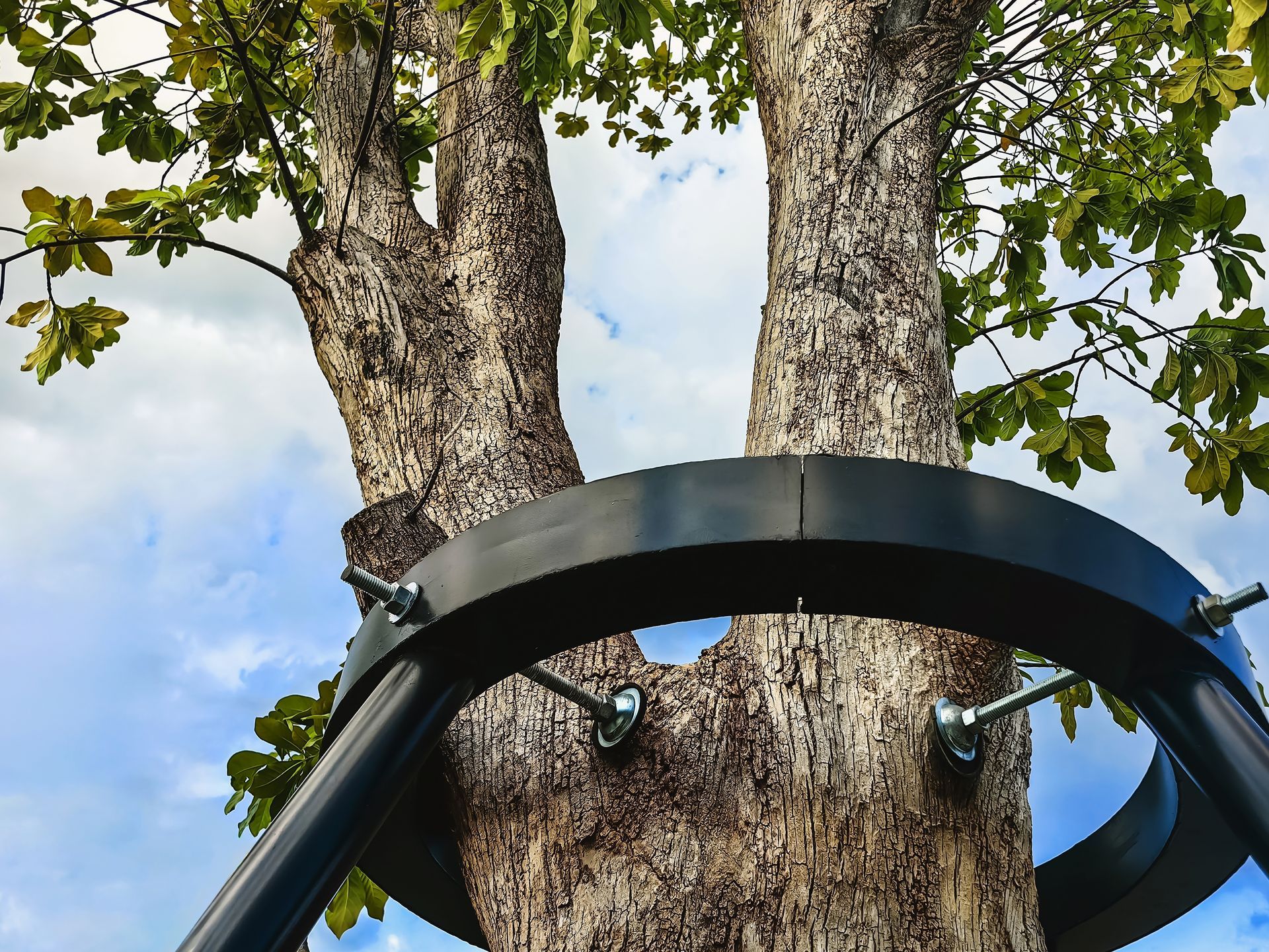 A large tree with a bifurcated trunk braced by a circular black steel frame bolted into the bark against a cloudy sky.