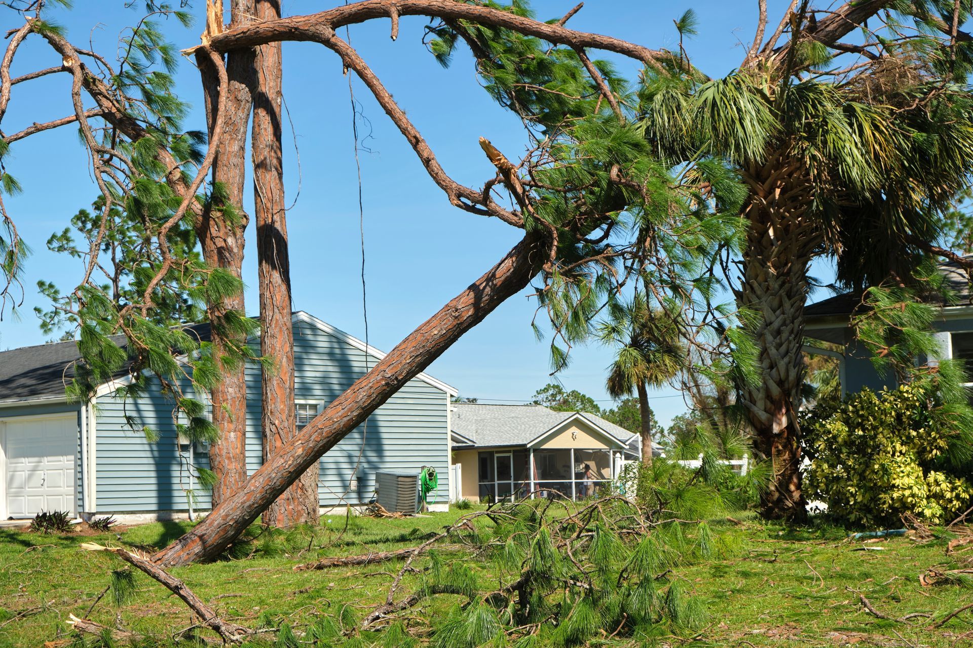 A pine tree lies fallen across a residential yard with a light blue house in the background after a storm.