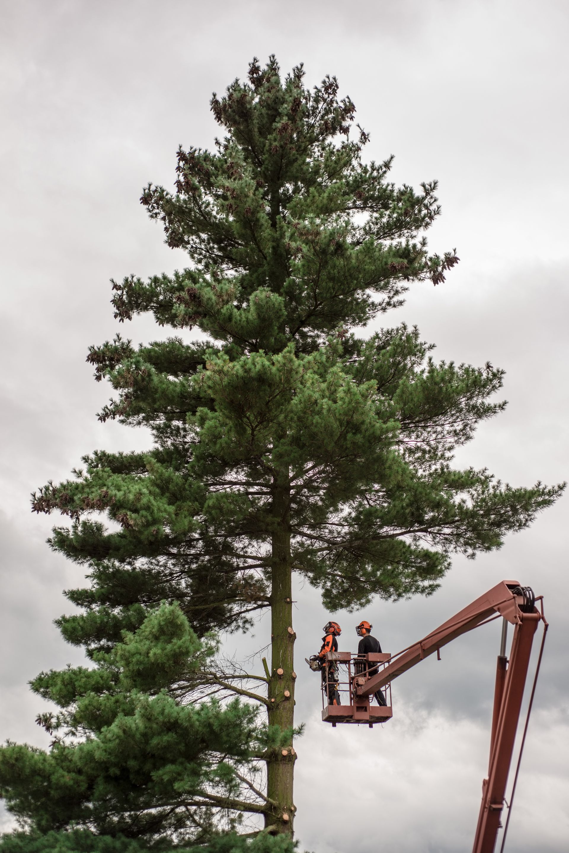 Two workers in a red cherry picker lift crane near a tall evergreen tree being trimmed, against a cloudy sky.