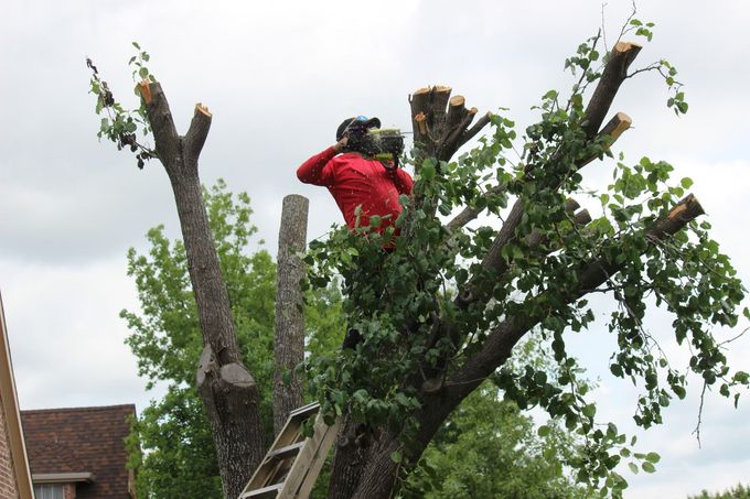 A person wearing a red jacket and safety gear prunes a tree with a chainsaw while standing on a ladder.
