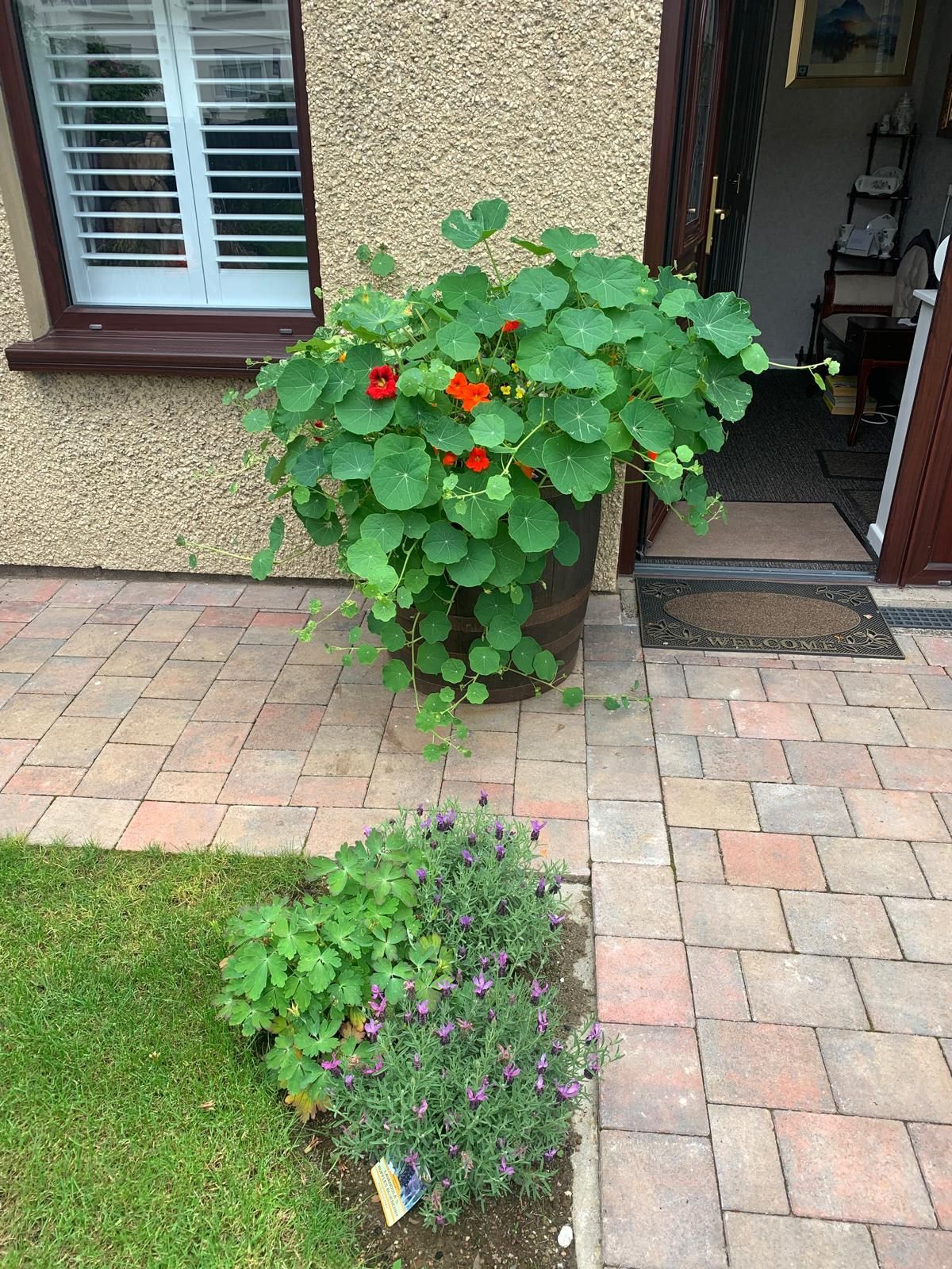 A potted plant with red flowers is in front of a house.