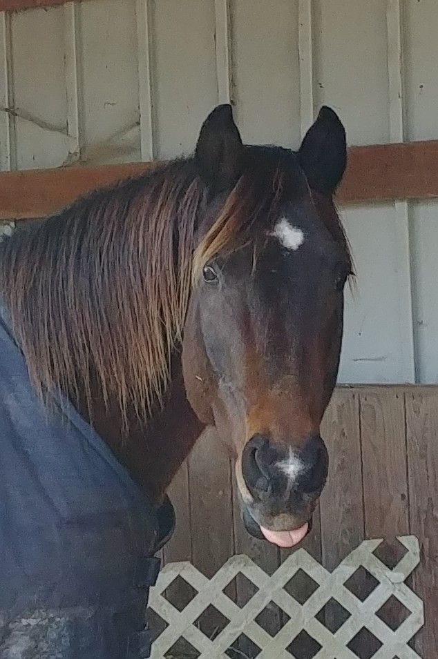 A brown horse is sticking its tongue out in a stable.