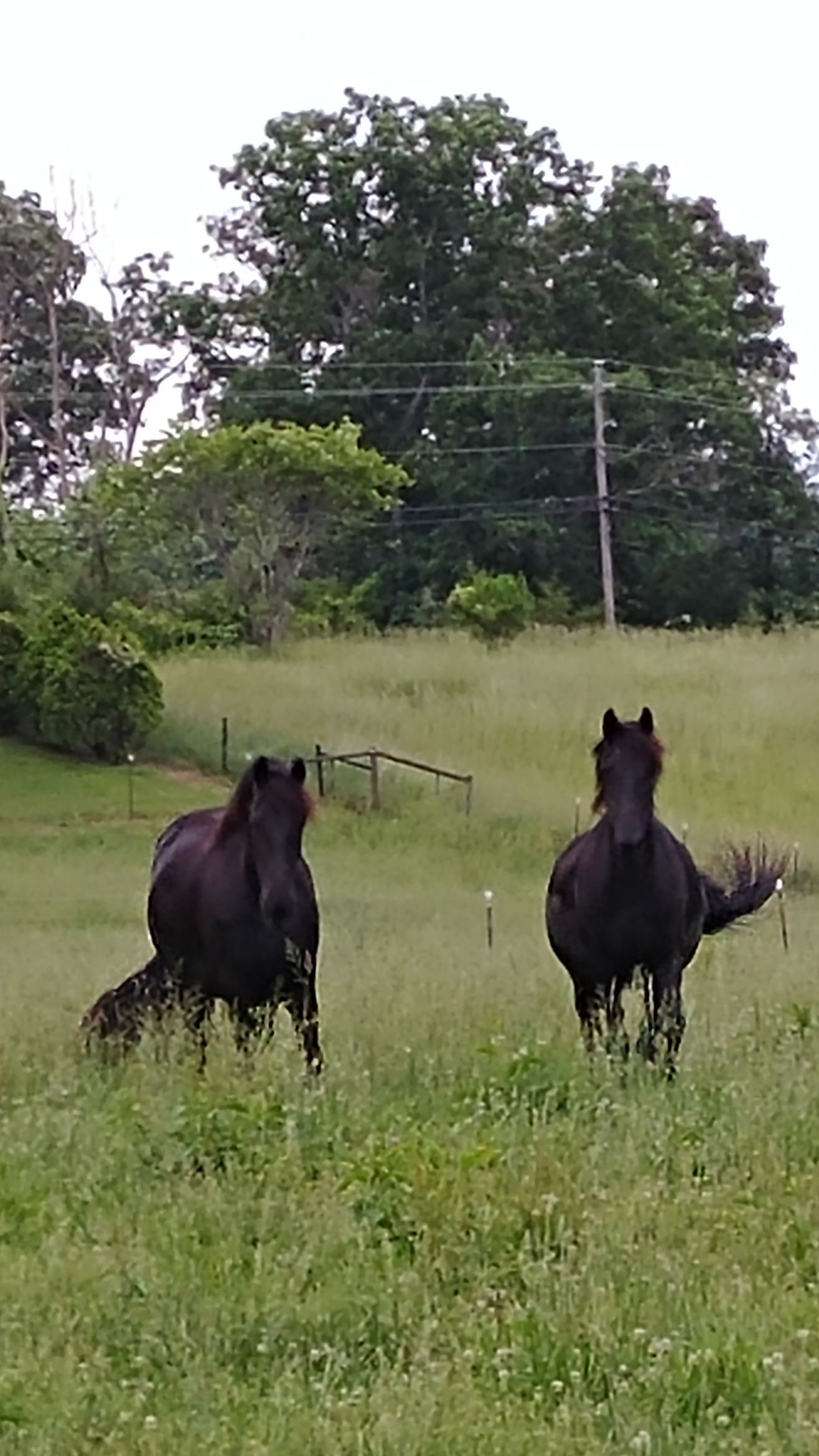 A little girl looking over a fence at a herd of horses