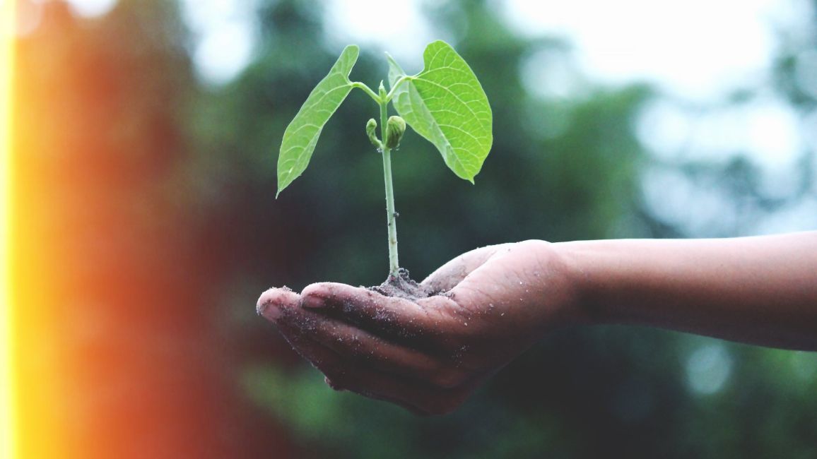 a person is holding a small plant in their hands .
