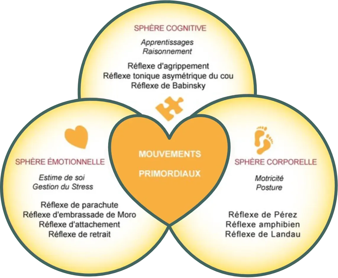 Schéma récapitulant les différents réflexes archaïques pour les sphères émotionnelle, cognitive et corporelle.