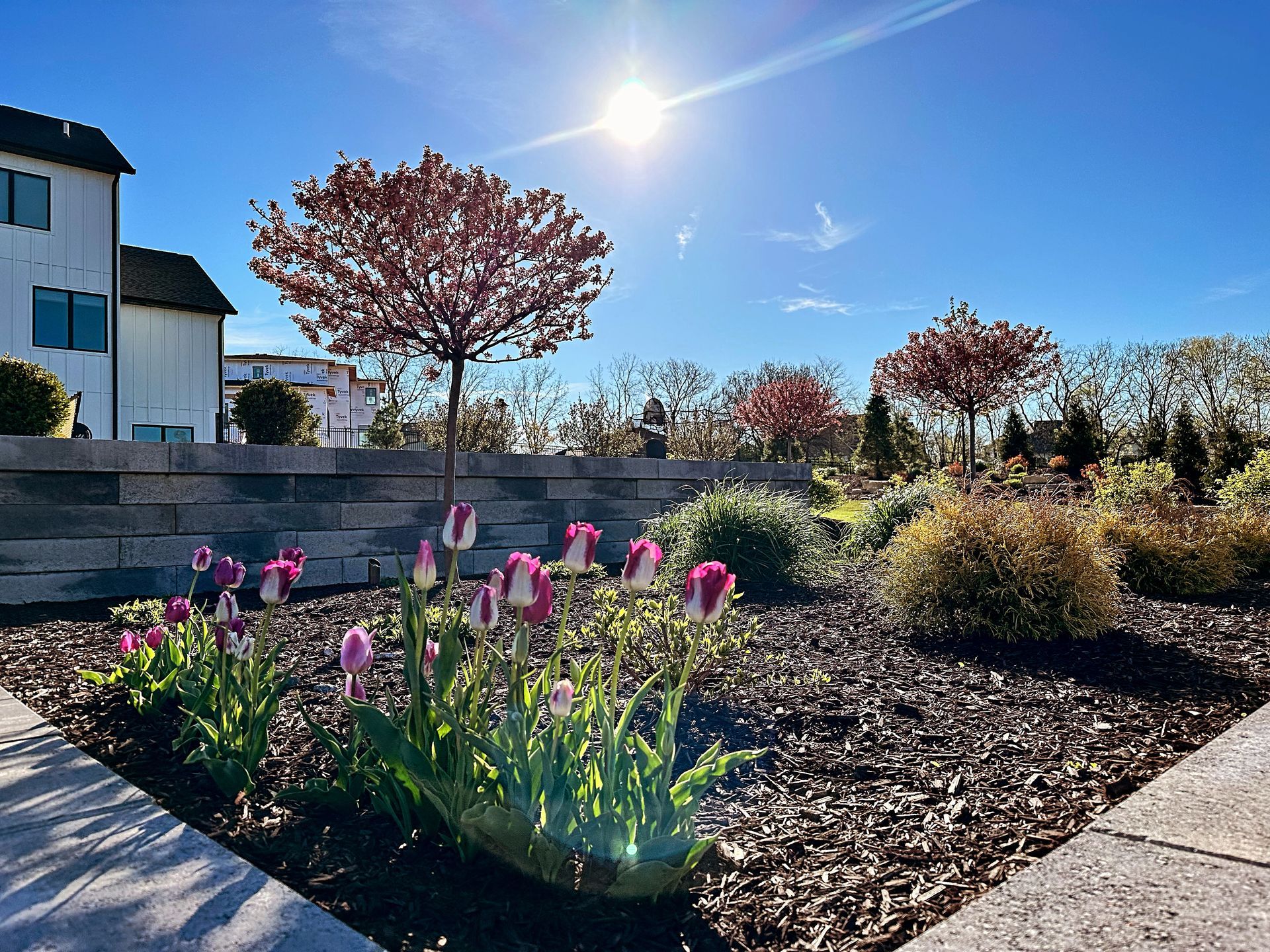A bright, sunny garden landscape with vibrant pink and white tulips in the foreground and small trees on a retaining wall.